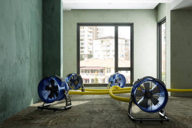 Best Water damage mitigation services  in Rose, LA